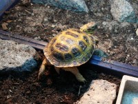 /album/tortellini/torti-2-jpg/